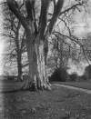 [Castlegar beech tree 1912] Tall beech tree surrounded by clumps of spring flowers, pathway nearby.]