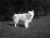 [Bobs 1912. Small white long haired dog on lawn.]
