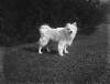 [Bobs 1912. Small white long haired dog on lawn, similar image Clonbrock 1203.]