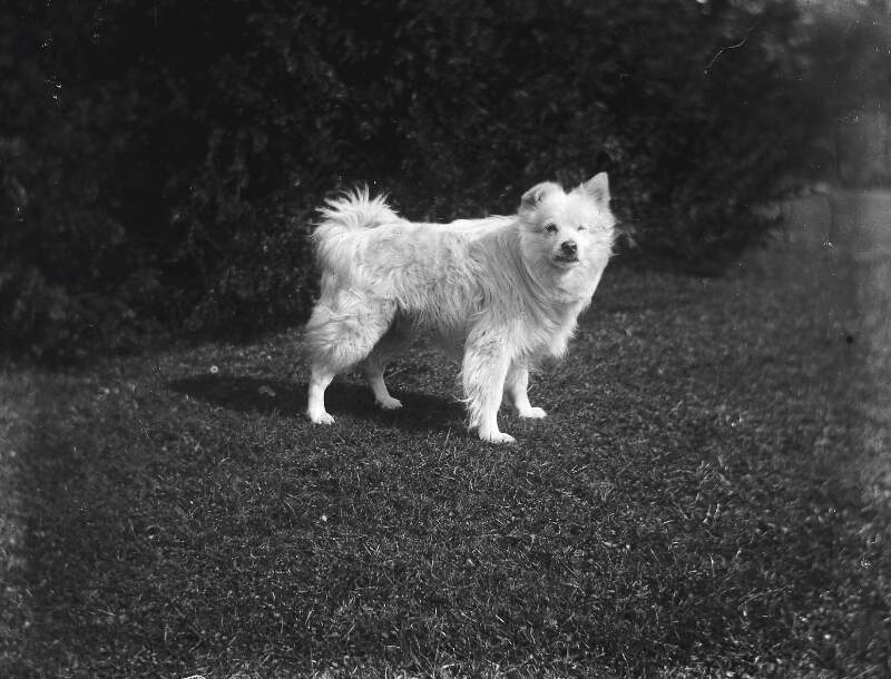 [Bobs 1912. Small white long haired dog on lawn, similar image Clonbrock 1203.]