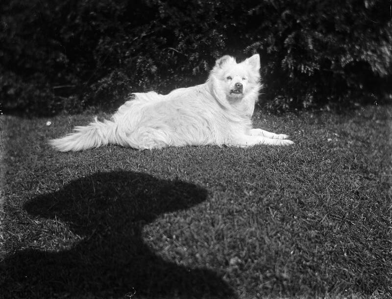 [Bobs 1912. Small white long haired dog sitting on lawn, shadow in foreground shows silhouette of woman wearing a wide brimmed hat, similar image Clonbrock 1204,1203.]