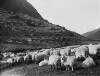 [Connemara 1903. Flock of sheep on mountainside.]