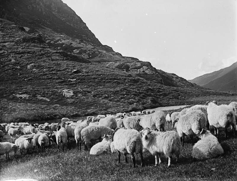 [Connemara 1903. Flock of sheep on mountainside.]