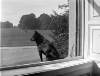 [Chip, the dog photographed through a window gazing at parkland, side view.]