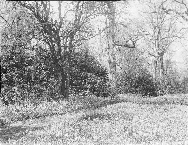 [Bluebells 1906. Trees surrounded by bluebell flowers.]