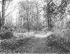 [Bluebells 1906. A path through a wooded area surrounded by bluebells.]