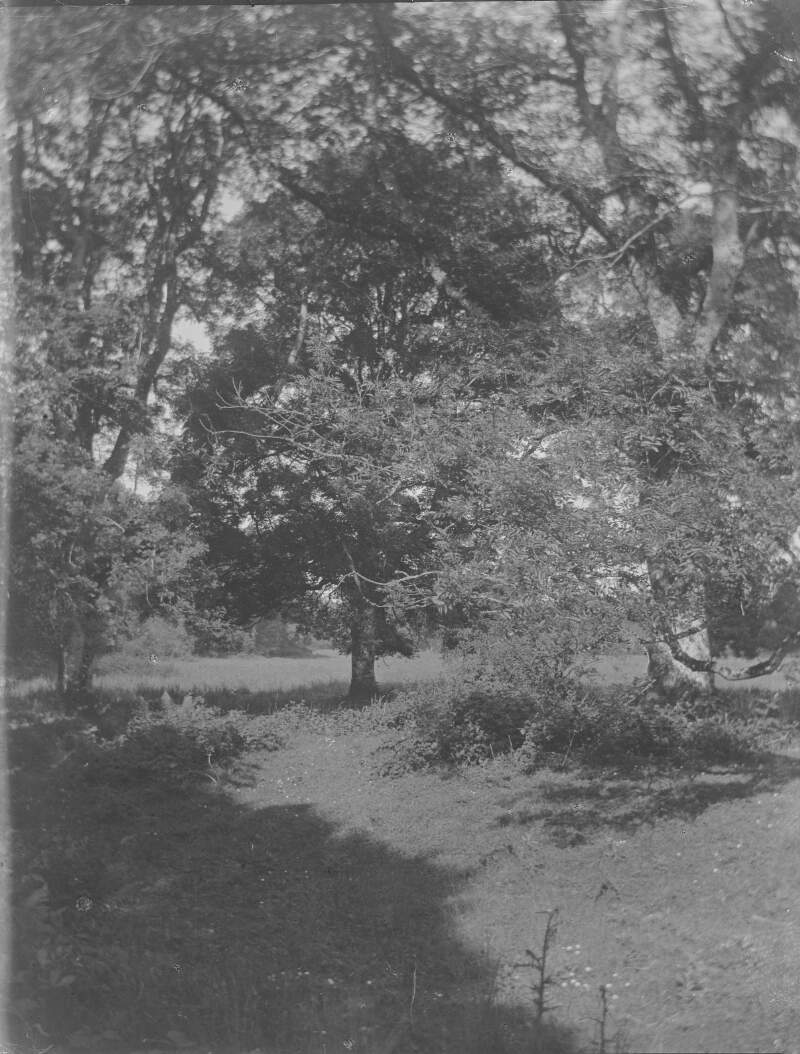 [View of wooded area.]