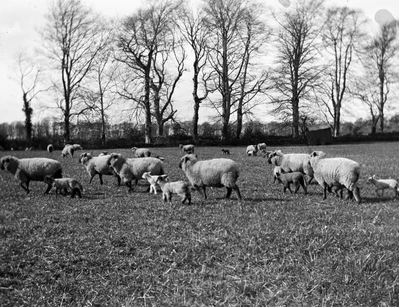 [Sheep and lambs in field.]