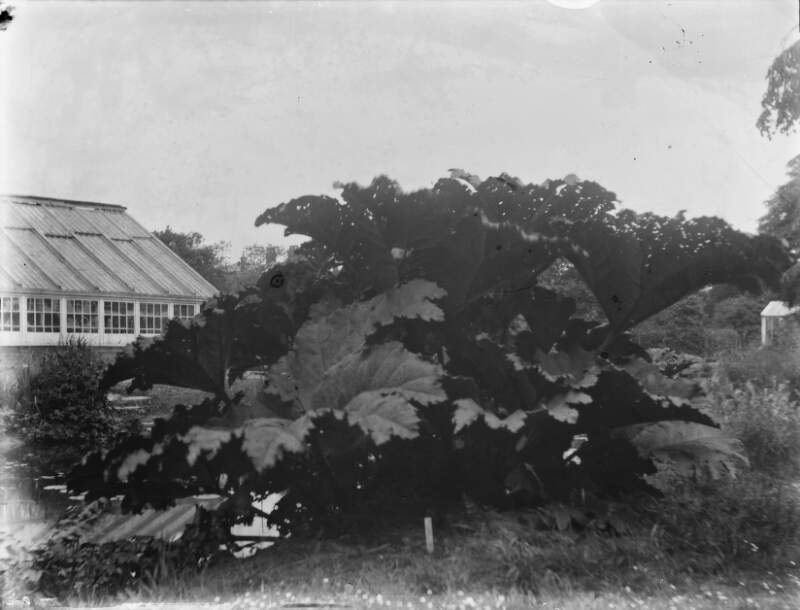 [College gardens. Huge leafy plant with greenhouse in the background.]