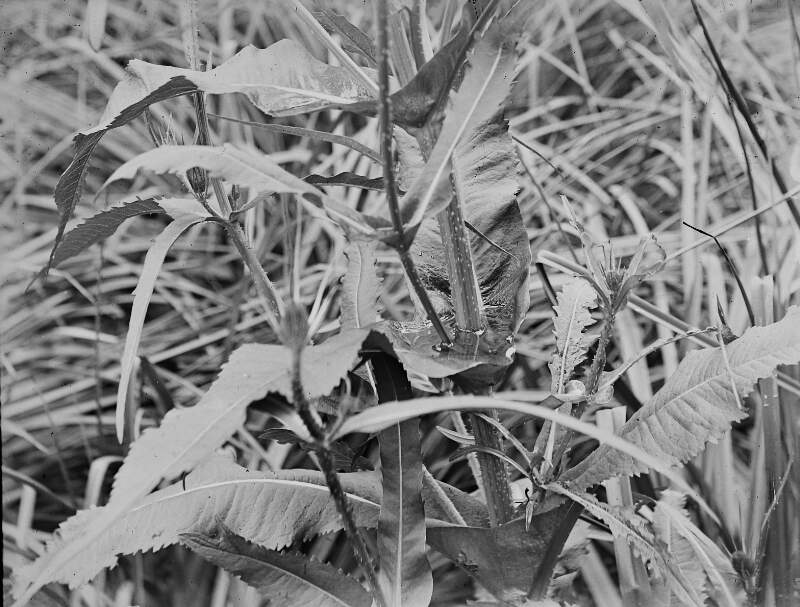 [College gardens, E.D. Close view of thorny plant.]