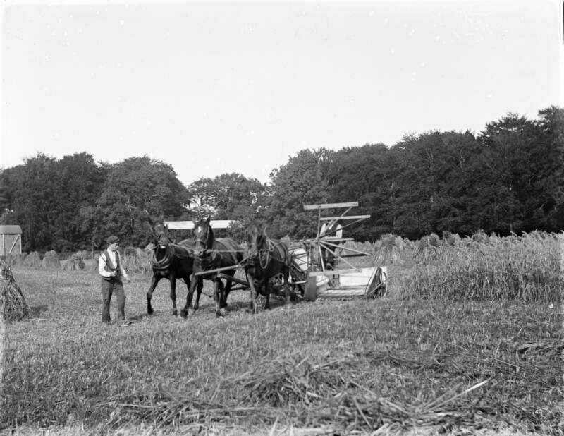 [Man operating a horse drawn cart for harvesting hay, whilst another man stands in front to guide the horses.]