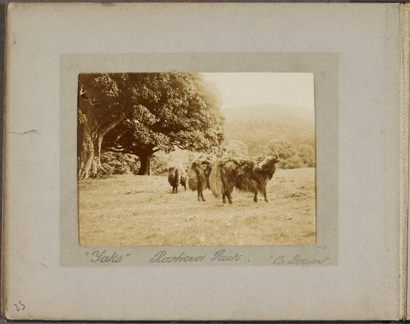[Livestock in a field in Rostrevor, Co. Down],