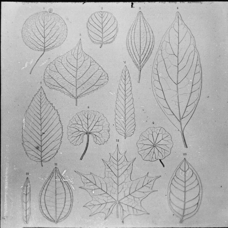 B/W botanical drawing: leaves