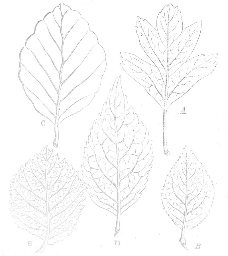 Botanical drawing: cross section variety leaves