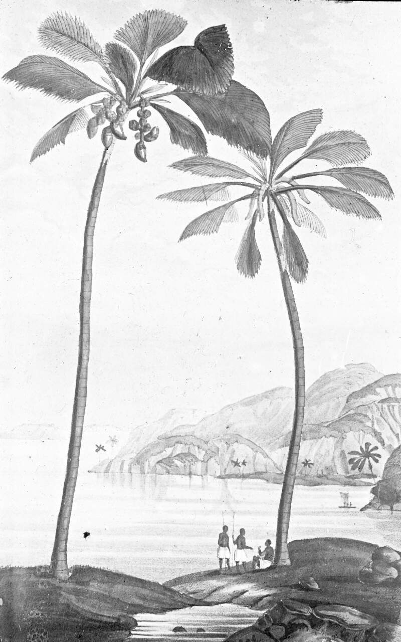 Drawing: tropical tree in fruit, figures and boat