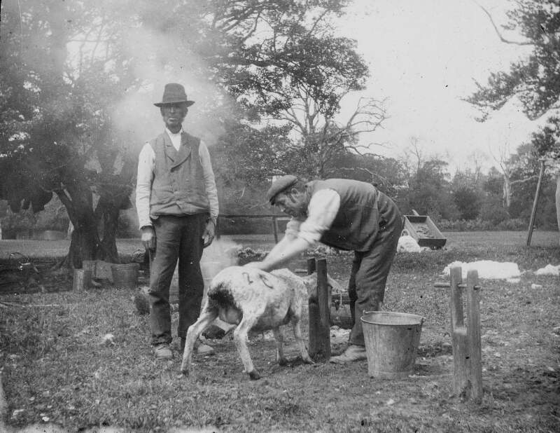 Sheep shearing with Carroll. No further identity.