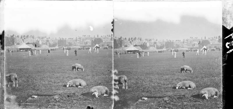 Field with cricket-match in progress, sheep in foreground, streets of 3-storey houses in background, Dublin City, Co. Dublin
