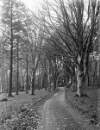 Avenue at Killowen House, New Ross, Co. Waterford