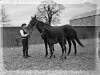 Stud Farm, Cloghran, Horse "Miss Matti"