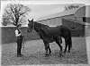 Stud Farm, Cloghran, Horse "Miss Matti"