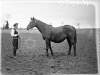 Stud Farm, Cloghran, Horse, "Athusi"