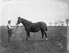 Stud Farm, Cloghran, Horse, "Filkington"