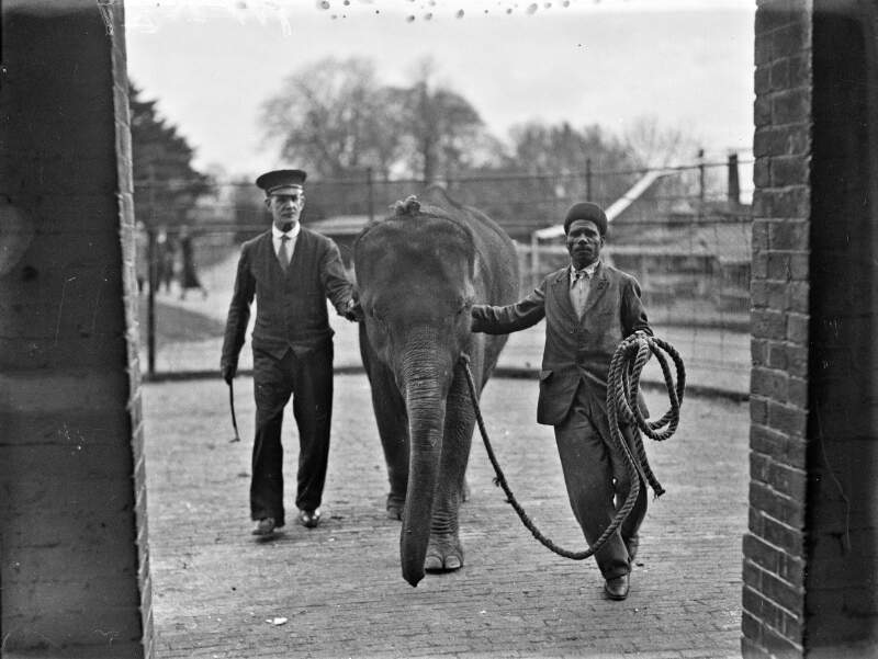 Dublin Zoo Special: Elephants