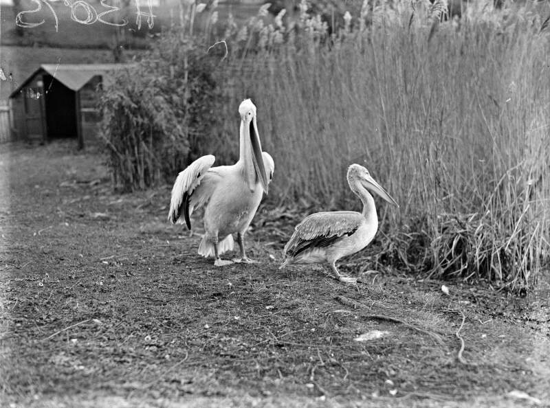 Dublin Zoo (Dublin, Ireland): Pelicans