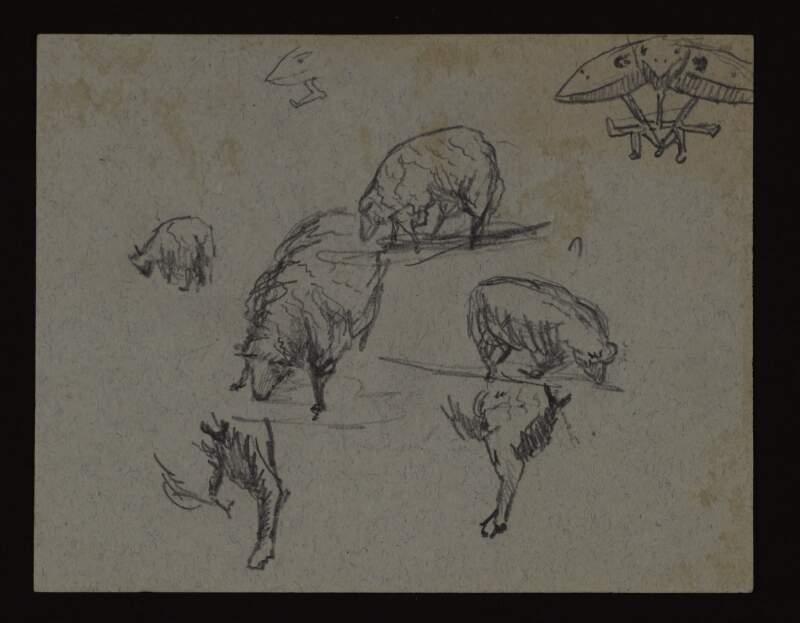 [Sketch of sheep]