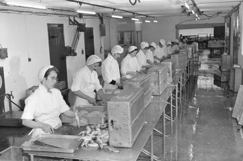 [Workers in Paddy Gallagher's Fish Factory, Killybegs, Co. Donegal]