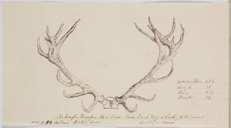 Sir Douglas Brookes' red deer from Irish bog in south (locality unknown)