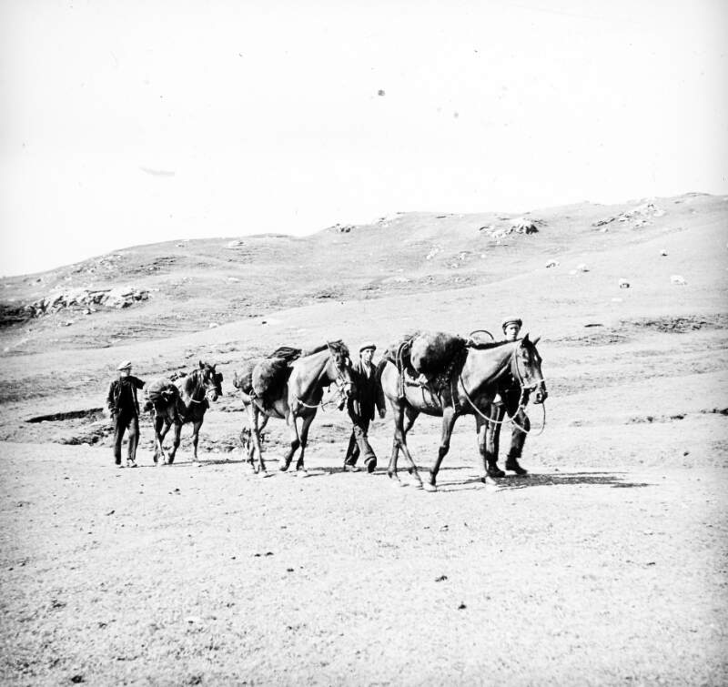 [Coal supply being transported by horses, Clare Island, Co. Mayo]