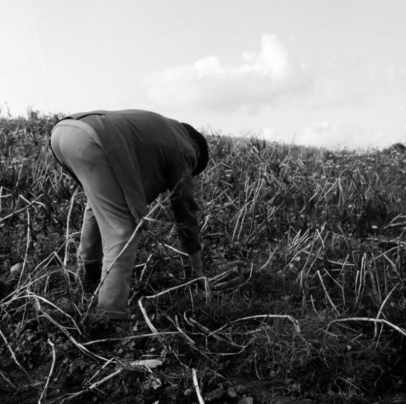 [Patrick Kavanagh picking potatoes, Inniskeen, Co. Monaghan]
