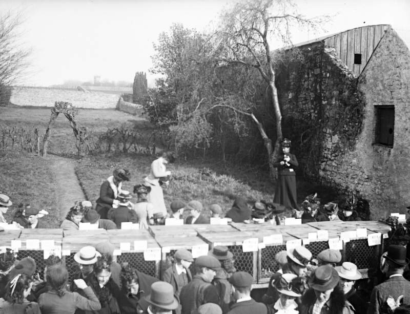 [People gathered in front of poultry cages at the annual show of the Clonbrock and Castlegar Cooperative Poultry Society at Clonbrock]
