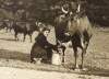 [Miss Mannix, niece of Archbishop Mannix, milking a cow on her father's farm at Charleville, Co. Cork]