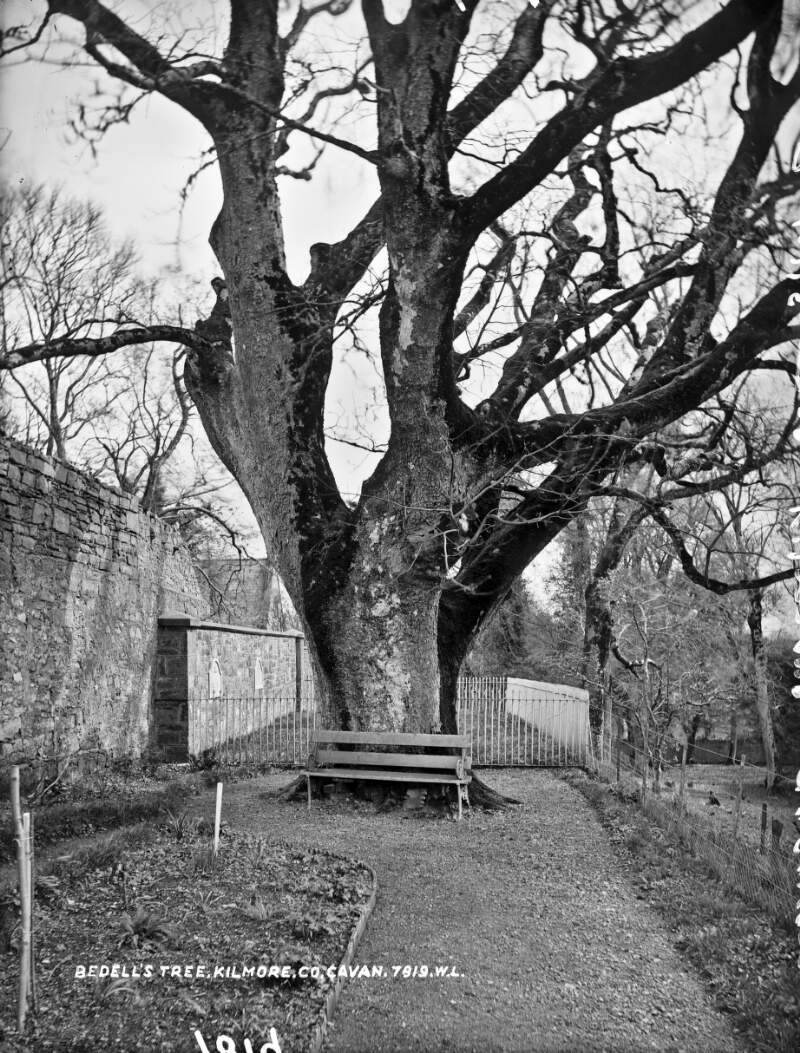 Kilmore Cathedral Bp. Bedell's Tree, Cavan, Co. Cavan