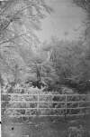 [20 Sec. Woodland scene, moss covered fence - duplicate Clonbrock 177, 179, 180, 181.]