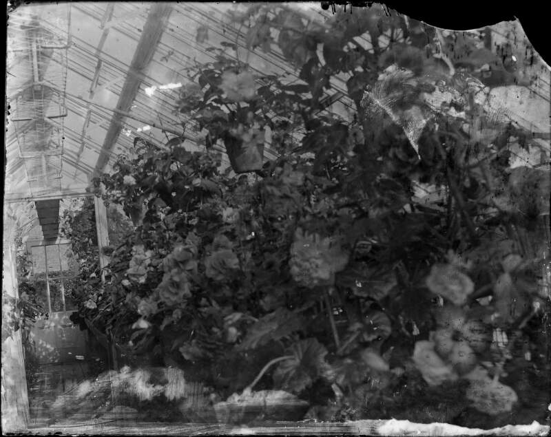 [Interior of glasshouse showing potted geraniums.]