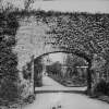 [Arch with Clematis - 1901. Arch covered with Clematis plant leading towards walled garden with path and flowers. House in distance at end of path. Small white dog in foreground.]