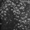 [Big Syringa, 1904. Close up of bush/shrub covered with white blooms.]