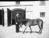 [Fly and Tom Small pony or foal in courtyard outside stables. Man holding harness, similar to Clonbrock 691.]