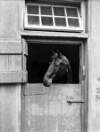 Horse in stable : commissioned by Lady S. Beresford