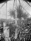 Castle Boro, Enniscorthy, conservatory, interior : commissioned by Lord Carew