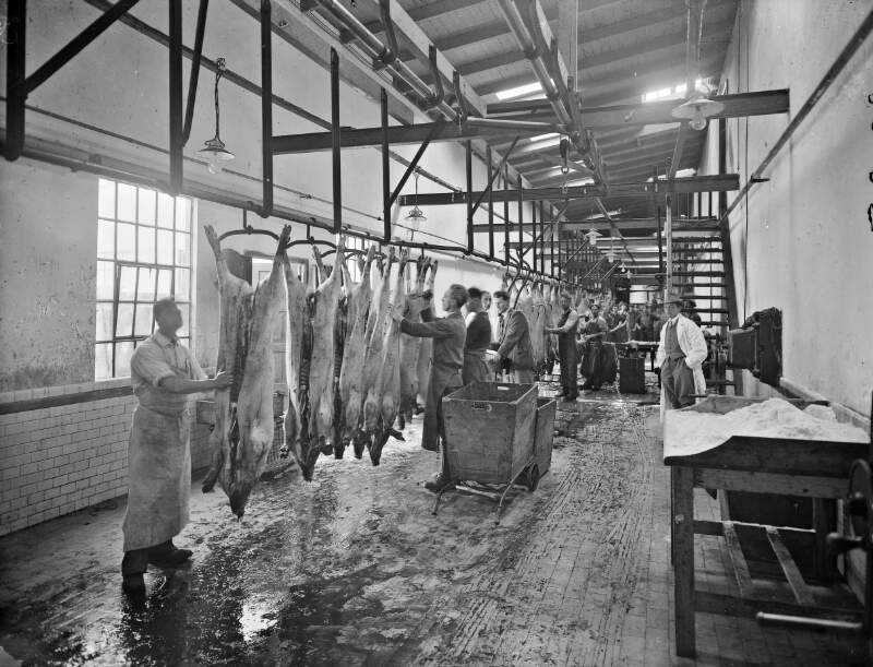 Interior, with pigs coming in line, Irish Co-operative Meat Factory.