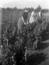 Wm. Power and Co., tomato plantation, Glenville