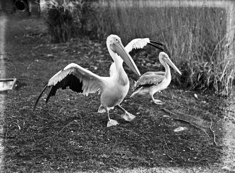 Dublin Zoo Special: Pelicans