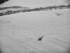 [Snow scene near Blessington, Co. Wicklow including a horse]
