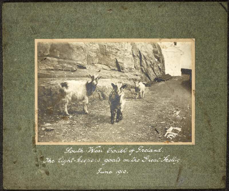 [Goats belonging to the lighthouse keepers, Skellig Michael, Co. Kerry]