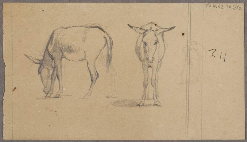 [Sketches of donkeys]