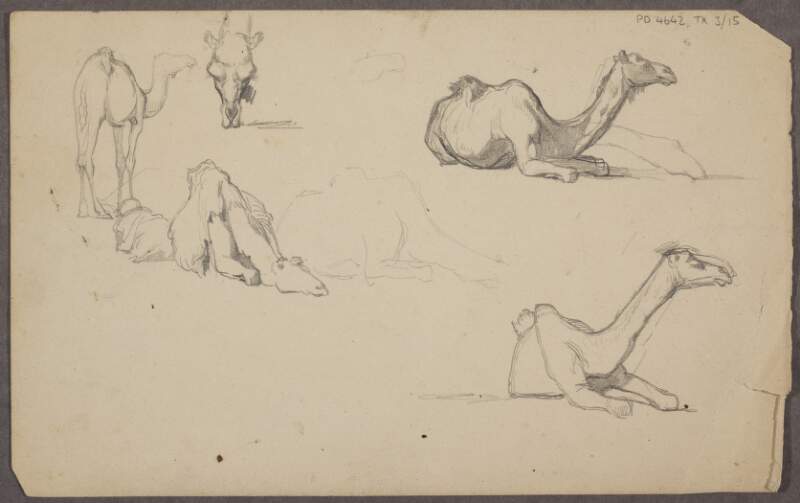 [Sketches of camels in various positions]
